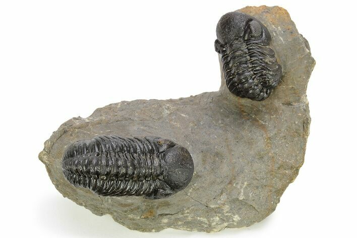 Pair Of Well Preserved Austerops Trilobite - Ofaten, Morocco #224985